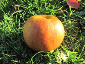 Boskoop Bio-Apfel