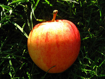 Gala Bio-Apfel