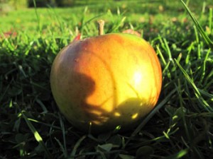 Goldparmäne Bio-Apfel