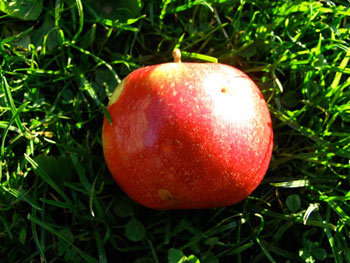 Idared Bio-Apfel