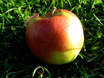 Jonagold Bio-Apfel 