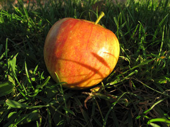 Pilot Bio-Apfel 