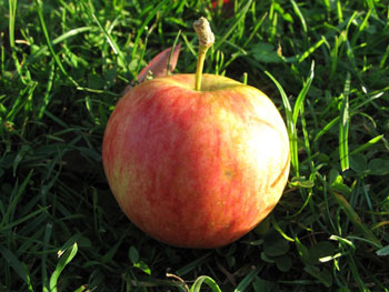 Pinova Bio-Apfel 