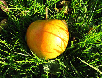 Rubinette Bio-Apfel