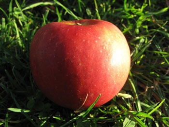 Siwa Bio-Apfel
