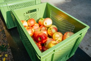 Bio-Äpfel werden per Päckchen zu Ihnen au den Weg gebracht